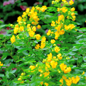 Tisane Séné - feuille