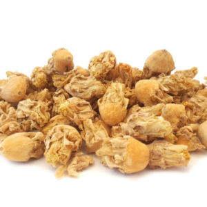 Cactus Fleur (Nopal)