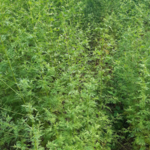 Artémisia Annua – Défense & Immunité Naturelle